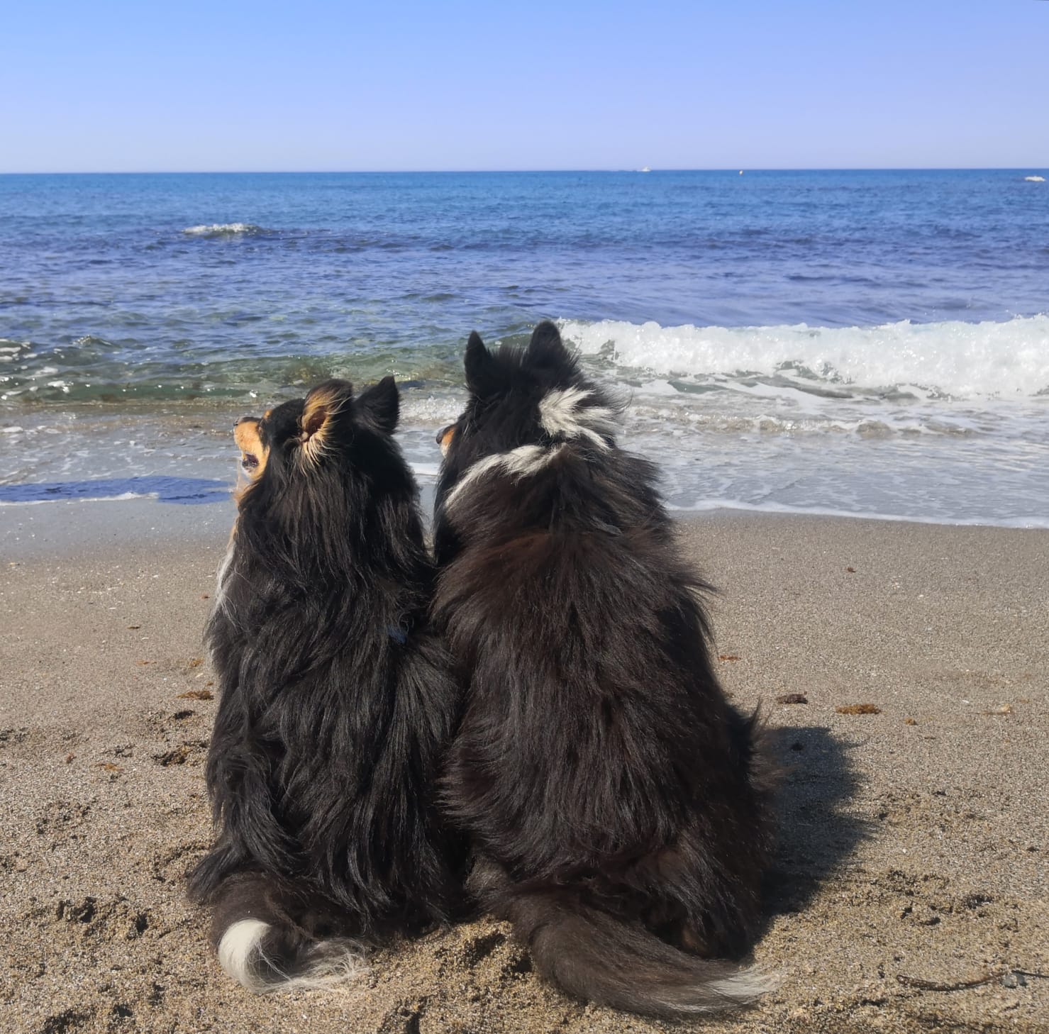 Dos shelties sentados en la playa mirando al mar